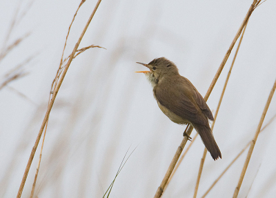 Na een flinke regenbui leek het wel of alle rietvogels om het hardst wilden zingen, zo blij waren ze dat het weer droog was. Ze klommen ook lekker hoog in de rietstengels zodat ze wat vrij kwamen te zitten. Na de baardmannetjes (zie mijn eerdere foto van vanmorgen) kwam er ook een kleine karekiet lekker dichtbij zitten.