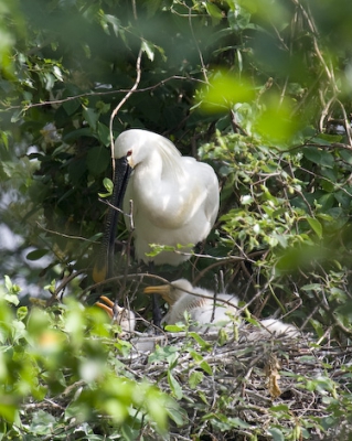 Dit is het enige nest bij Haarlemmerliede dat niet grotendeels aan het zicht is onttrokken door het groen. Dus geen mooie plaat, maar ik wil het toch laten zien.