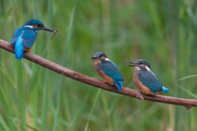 Na tijden van observatie was daar eindelijk het moment dat de jongen vliegklaar waren en nog wel gevoerd werden door de ouders. Goed is kleurverschil te zien tussen de volwassen vogel en de jongen.