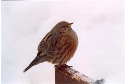 <i class='fa fa-user'></i> vido | Alpenheggenmus  <i class='fa fa-eye'> 663</i>   <i class='fa fa-comment-o'> 0</i>