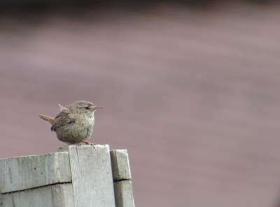 Winterkoning in de tuin. Digiscoop zonder adapter.

Alle commentaar om de foto te verbeteren welkom!