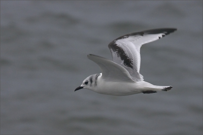Vanaf de pier!

Canon EOS300D, 100-400@400mm, F7.1, ISO 400