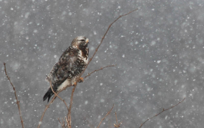 Altijd leuk zo'n Ruigpootbuizerd.

D70 + 600mm 8.0
handmatige belichting