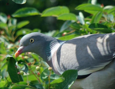 Deze houtduif zat vlak voor mijn raam in de krentenboom. De bessen krijgen niet eens de kans om te rijpen.