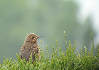 Altijd leuk om jonge vogels in de tuin te hebben. Hier n van de jonge merels.

Swaro ats 80 + Sony DSC W70