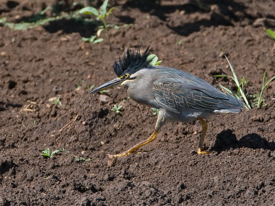 Deze groene reiger kwam even showen voor me.
Hij liep naar een boomstam en ging daar uitgebreid voor me poseren. Tijdens het lopen deze foto genomen met zijn kuif omhoog.
500mm + 1.4 cinverter, F8, 1/800sec, 400iso, -1/3 stop