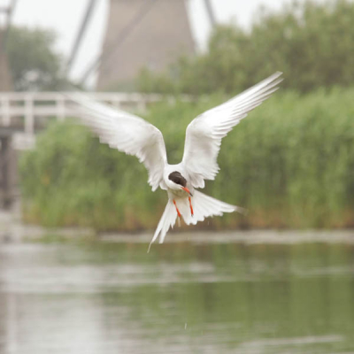 Geschoten bij Kinderdijk