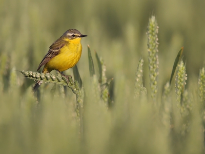 Ik ga nog even door met een spontaan ontstane serie vogels op het platteland. Plenty of tarwevelden en evenzoveel gele kwikken die daarin rondhangen. Je zou zeggen: zon foto is zo gemaakt. Dat viel me vies tegen. Heb toch drie avonden moeten rondstruinen en observeren (maar dat was geen straf!) voordat ik deze foto kon maken. Dit was wel ongeveer het beeld dat ik in gedachten had. Foto is gemaakt in avondzon