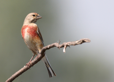 Nadat we de auto op een strategisch punt hadden gezet was het wachten geblazen. Deze kneu was niet lensschuw. Tevens nog enkele andere vogels kunnen vastleggen. Een mooie dag.