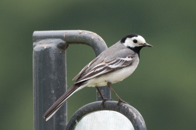 Soms maakt een kleine verplaatsing van kamerastandpunt een heel verschil.Gisteren een foto met een grijze achtergrond nu hetzelfde onderwerp tegen een groene.
Ieder heeft zijn eigen uitstraling.

D300 + Sigma 170-500
