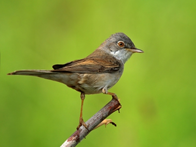 taken with 400D&600mm