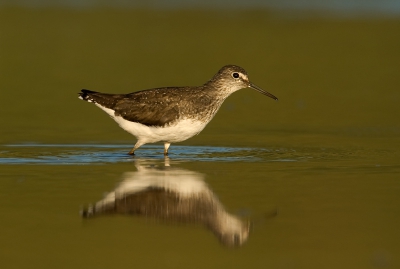 Ik weet niet of het gebruikelijk is om in deze tijd van het jaar nog witgatjes  te zien maar bij mij liepen er twee langs, mooi in het avondzonnetje.