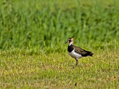 Het waaide nogal hard, daardoor is denk ik de achtergrond zo onrustig.
Sigma 150-500 APO HSM OS