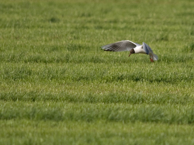 Uit de hand genomen, hier doet de OS zijn werk goed.
Sigma 150-500 APO HSM OS