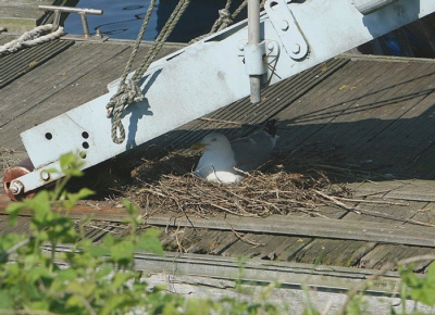 Deze Zilvermeeuw broedt op een drijvend ponton onder de trap... niemand merkt hem op alleen een Grote Mantelmeeuw kreeg het in de gaten en het kwam tot een fikse ruzie