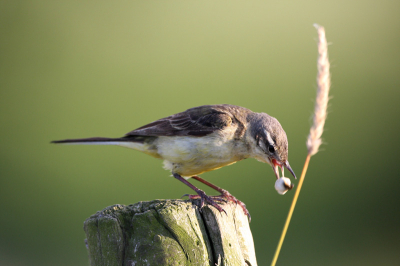 Gelukkig kwam de avondzon er vanavond nog even door en dan is het lekker fotoweer. Al een tijdje zitten turen naar een gele kwik die telkens met voer naar zijn jonge grut ging. Een tijdje later kwam de kwik dichtbij op een paaltje zitten om de uitwerpselen uit het nest weg te gooien. Precies op tijd afgedrukt. Heb nog overwogen om de graspluim weg te werken maar vind deze juist bij de gele kwik passen omdat hij zijn nest in het gras heeft. (ook nog wel pogingen gedaan maar kreeg het niet goed voor elkaar)