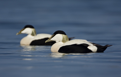 Eiders in de haven van Seahouses in het late avond zonnetje.

Groet,

Michiel