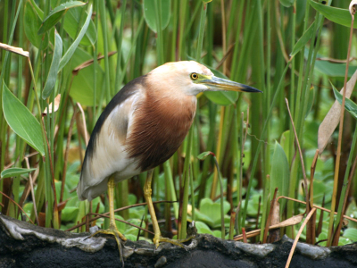 Mijn eerste poging tot een upload. Op mijn vakantie naar Bali vele mooie vogels tegengekomen. Helaas de meeste foto's gemaakt met telescoop en dus niet geschikt voor deze site (en ook vaak onscherp).
Deze foto gemaakt met Canon EOS400D, met 300mm lens.

Foto getracht bij te werken volgens standaard procedure. Ik heb geen ervaring met fotobewerking, dus hopelijk voldoet dit.

Opbouwende kritiek hoor ik uiteraard graag.