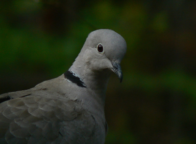 zomaar een portretje van een stamgast in m'n tuin