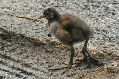 Dit vogeljong stond aan de rand van een erg rustige landweg.
Iemand een idee wat het is en of het op die leeftijd buiten het nest overlevengskansen heeft? (stapte mits voorzichtig aandringen erg stuntelig van de weg in de grasberm)