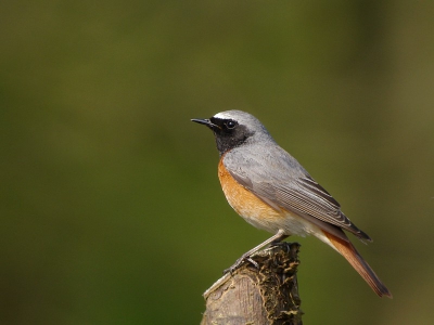 Deze Gekraagde Roodstaart liet zich na vele bezoeken en uurtjes geduld eventjes vrij op de foto zetten. Met deze foto probeer ik een entree stapje op BP te maken. Foto is gedigiscoopt.