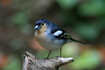 In het laurier bos Los Tilos spotten we deze nieuwsgierige vink.