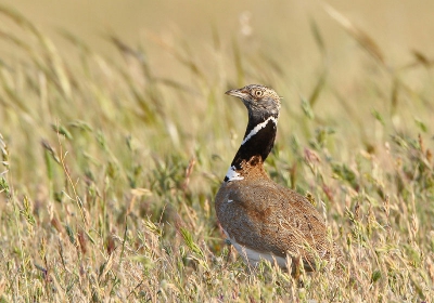 Het is al weer even geleden maar afgelopen voorjaar zijn we er een weekje tussenuit geweest naar Spanje. Lekker gevogeld en gefotografeerd en af en toe van de zon genietend.
De steppe gebieden van Santa Marta de Magasca staan bekend om de hoge concentraties trappen. Deze baltsende vogel zagen we vlak langs de weg landen. Gelukkig vloog hij niet weg toen ik de auto er nogal lomp naast tot stoppen bracht maar hij liep rustig van ons af, af en toe zijn baltsroep ten beste gevend.
Dit is pas de zesde foto van de soort op Birdpix zag ik . . .

Meer foto's staan op www.pbase.com/brenda_michel