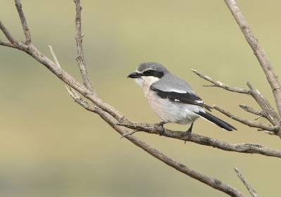 Over het algemeen viel het ons vies tegen hoe schuw de vogels in Spanje zijn. Er wordt waarschijnlijk behoorlijk gejaagd, al hebben we daar niks van gemerkt. Ander nadeel is dat er altijd een hekje langs de weg staat waardoor het moeilijk is om een natuurlijke ondergrond te krijgen.