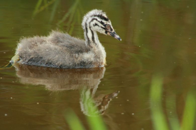 Dit futen jong zwon eenzaam in het ondiepe water.
Moeder en andere kids zaten een eind verder.