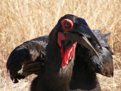 De zuidelijke hoornraaf op mijn doorreis in Zuid-Afrika