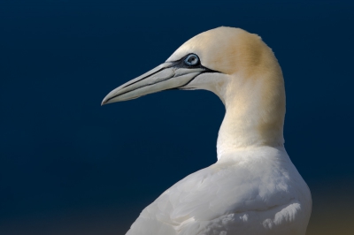 Samen met Han Bouwmeester en andere natuurfotografen naar Bass Rock (GB), was unieke ervaring!