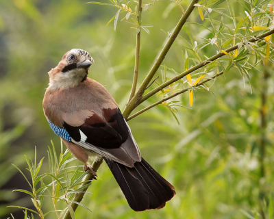 Behalve de tuinbezoekers zijn gaaien over het algemeen schuwe vogels die meestal al vertrokken zijn voordat je de tijd hebt gehad om af te drukken.

Deze bleef echter vrij rustig zitten op een braakliggend stukje industrieterrein. Te oordelen aan het fraaie en volledig intacte verenpak wellicht een jong van dit jaar. Dit vberklaard misschien ook waarom deze wat minder schuw is dan de meeste andere gaaien.