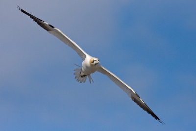 Net terug van een prachtige week in Engeland en Schotland.
Het geluk gehad een bezoek aan Bass Rock te brengen. Dit is een van de vele foto's daar geschoten.