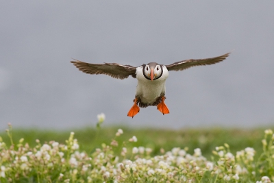 Ook ik ben naar de Farne eilanden geweest om daar de papegaaiduikers te fotograferen.Geweldige tijd gehad daar! Moeilijk om een keuze te maken tussen alle genomen foto's, maar deze vond ik wel mooi.