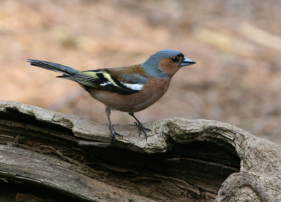 Best algemene soort, maar blijft een mooie vogel voor mij.