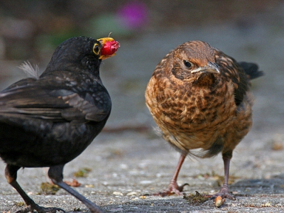 Jonge merel negeert rode bes die door een van de ouders wordt aangeboden. Foto gemaakt met 500 mm + 1,4 converter.