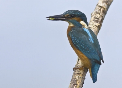 De tweede foto van de ijsvogel met een bootsmannetje als maaltijd, vanaf de andere zijde.