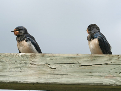 Vanmiddag zag een zestal jonge boerenzwaluwen op het hek van onze buren zitten. Waarschijnlijk gaat het om jonge vogels, want ik kon ze van een korte afstand fotograferen