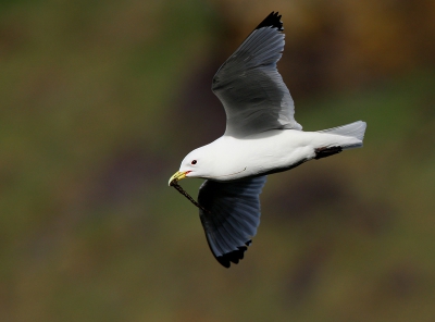 Op de kliffen van st'Abbs Head broeden ook vele paartjes drieteenmeeuwtjes. Deze was nog druk in de weer met nestmateriaal.
iso 400 f6.3 1/3200 -3/3stop 500mm