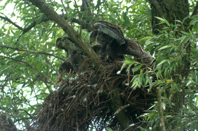 een nest jonge buizerds waar moeder buizerd net een(meerkoet) jong heeft laten vallen.