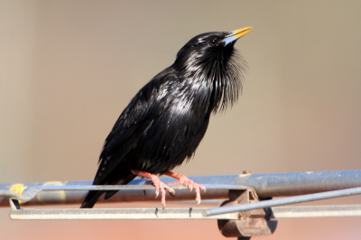 The Spotless Starling is one of the most typical Sardinian birds.