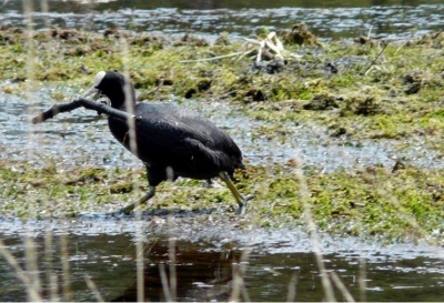 best een grote tak, voor zo'n klein vogeltje