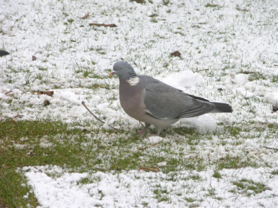 Vanacht is toch een klein beetje sneeuw gevallen.
Er kwamen meer vogels op de voederplek in de tuin.