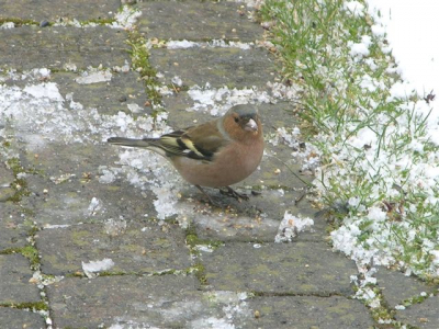Vanacht enkele centimeters sneeuw gevallen. In de middag was het meeste al weer gedooid. Er kwamen vandaag meer vogels op de voederplek