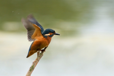 Eindelijk een ijsvogel die minuten lang op zijn tak zat en af en toe in het water dook voor een visje.
Ik vind deze foto vooral mooi door de beweging van zijn vleugels en toch haarscherpe kop met de mooie achtergrond.