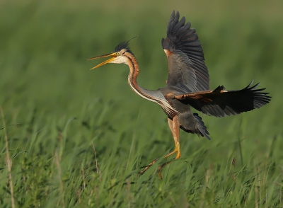 Als de wind uit de goede richting komt en het licht werkt ook goed mee, dan blijft het een genot om deze reigers te fotograferen.
iso 400 f7.1 1/1600 -1/3stop (19:40)