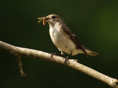 Dit vrouwtje was totaal niet schuw, ze was eraan gewend om mensen in de tuin te zien. De drabg tot voeden van de jonge vogels was groot. Met een beanbag vanaf de tuinstoel en een nikon 200/400 zoom ging het fotograferen perfect.

bedankt Wietse