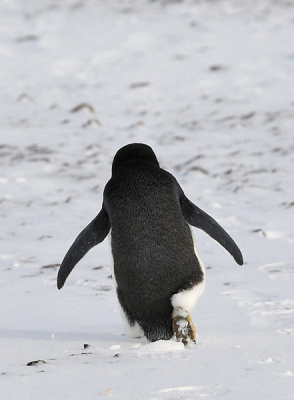 Hallo iedereen, 

Ik ben op wereldreis geweest en heb een computer vol met vogelfoto's. Een van de hoogtepunten van de reis was de Atlantic Odyssey, een bootreis van 5 weken die mij onder meer op Antarctica en South-Georgia bracht. Veel fotogenieke pinguins daar, waaronder deze Adelie op Antarctica, die geen trek had om gefotografeerd te worden en zich dus op geheel eigen wijze (waggelend) uit de voeten maakte. 

Meer foto's van de Odyssey en mijn wereldreis zijn te zien op www.pbase.com/christiaan_giljam.    

Wat een kwaliteit van de foto's op birdpix trouwens !