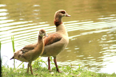 Sinds enige jaren zien we deze vogels bij het Wijchens Meer.