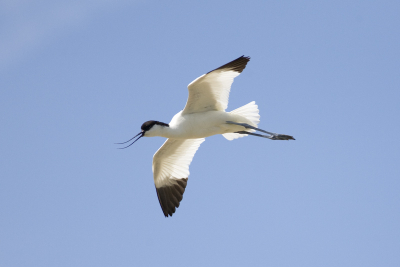 Avocet circling and calling over a small lagoon where 3 or 4 other adults and some young were.